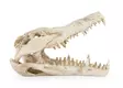 Krokotiiilin kallo 25 cm - Kyltit ja muut koristeet akvaarioon - HAPR178 - 4