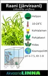 Raani (järviraani) Vitrokupissa - Akvaarion keskialan kasvit - 87508 - 6