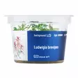 Rusolehti laji brevipes Vitro Kupissa - Akvaarion keskialan kasvit - 81478 - 3