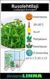 Rusolehti laji brevipes Vitro Kupissa - Akvaarion keskialan kasvit - 81478 - 4