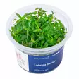 Rusolehti laji brevipes Vitro Kupissa - Akvaarion keskialan kasvit - 81478 - 1