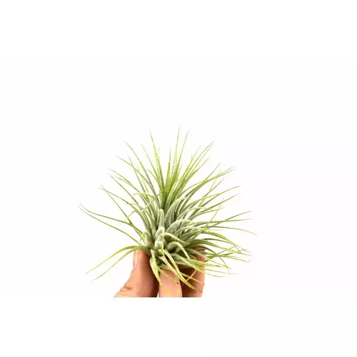 Käpytillandsia 8cm - Ilmakasvit terraarioon - 097.3028 - 1