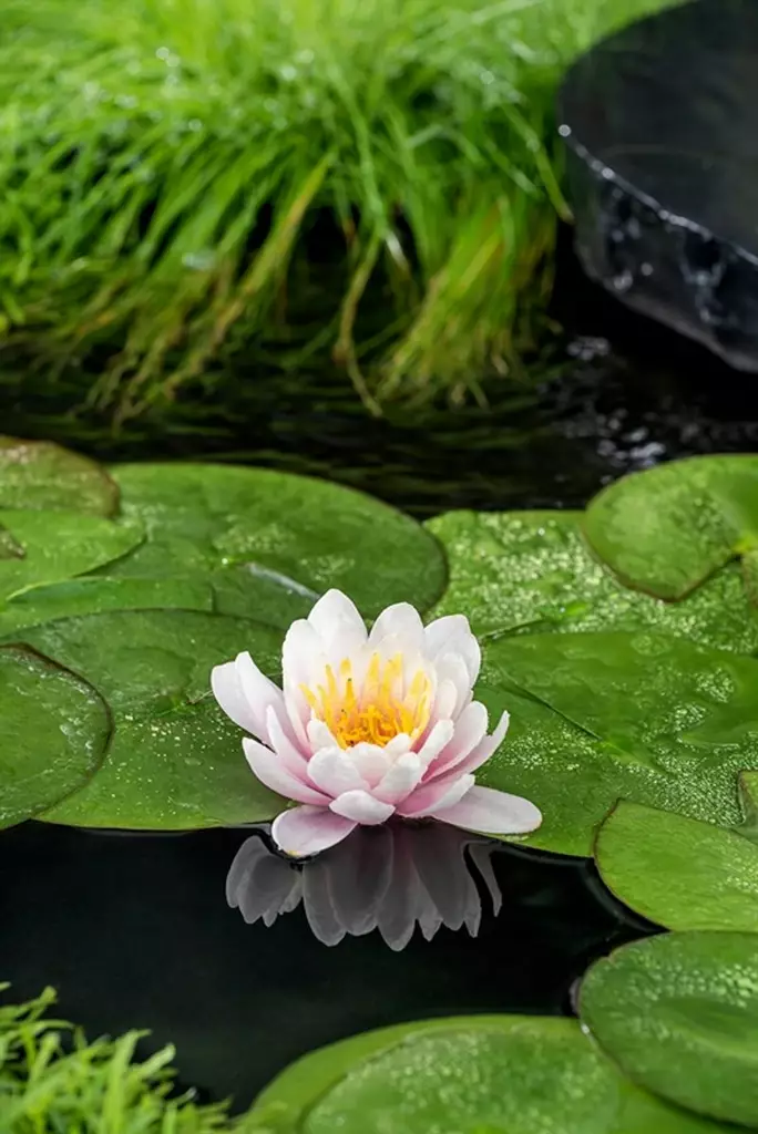 Lumme punertava Venusta - Lampikasvit ja lumpeet - 091.3948 - 1