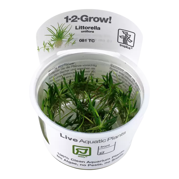 Raani (järviraani) Vitrokupissa - Akvaarion keskialan kasvit - 87508 - 1