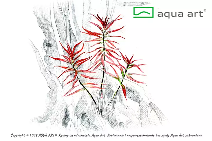Rusolehti laji brevipes Vitro Kupissa - Akvaarion keskialan kasvit - 81478 - 1