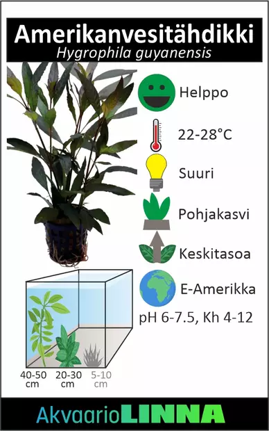 Amerikanvesitähdikki Ruukku - Akvaarion taka-alan kasvit - 81779 - 2