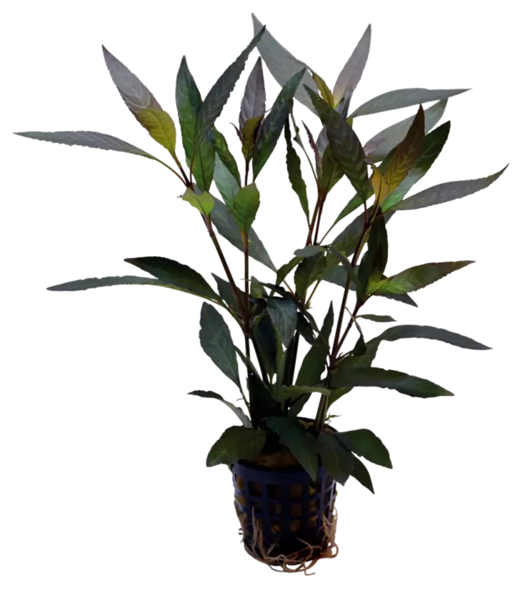 Amerikanvesitähdikki Ruukku - Akvaarion taka-alan kasvit - 81779 - 1