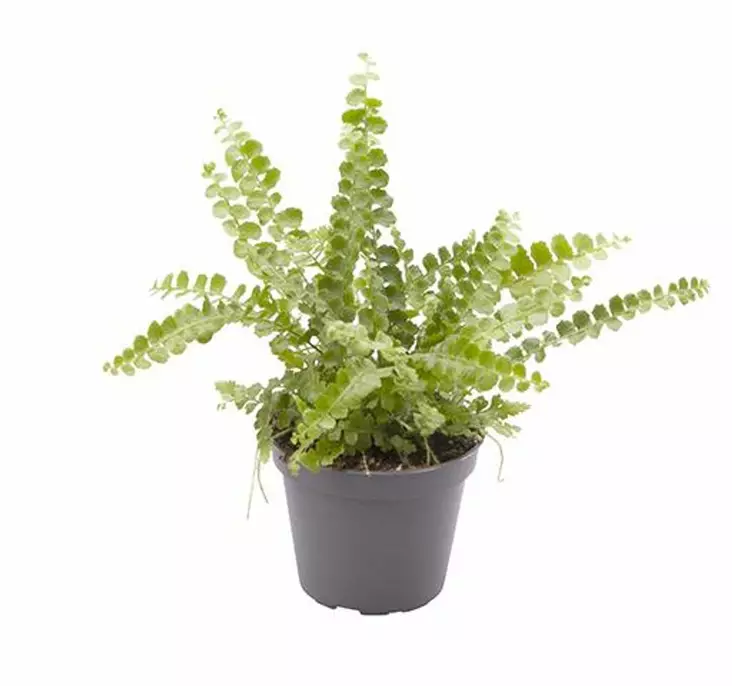 Kaarisulkasaniainen duffy - Kostean terraarion kasvit - 097.2719 - 1