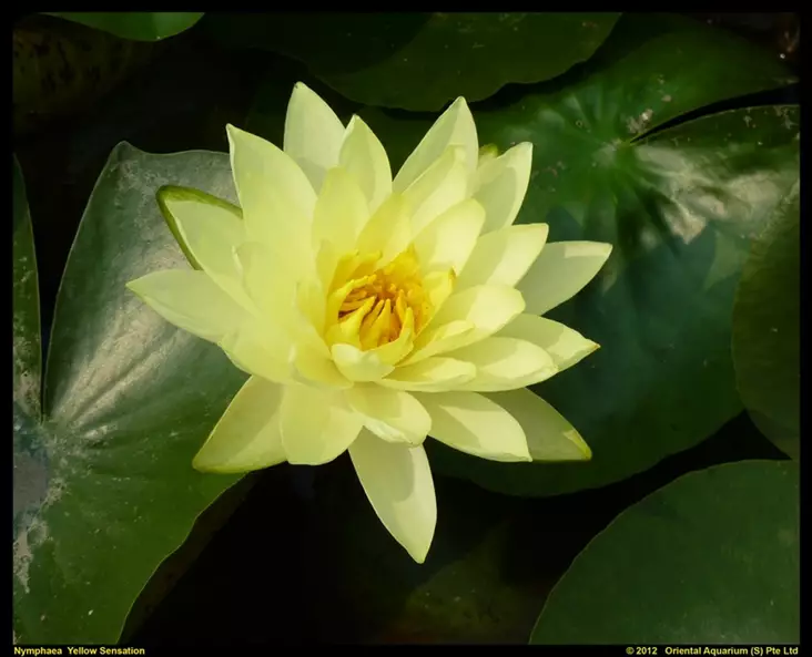 Lumme keltainen (yellow Sensation) - Lampikasvit ja lumpeet - 091.3949 - 1