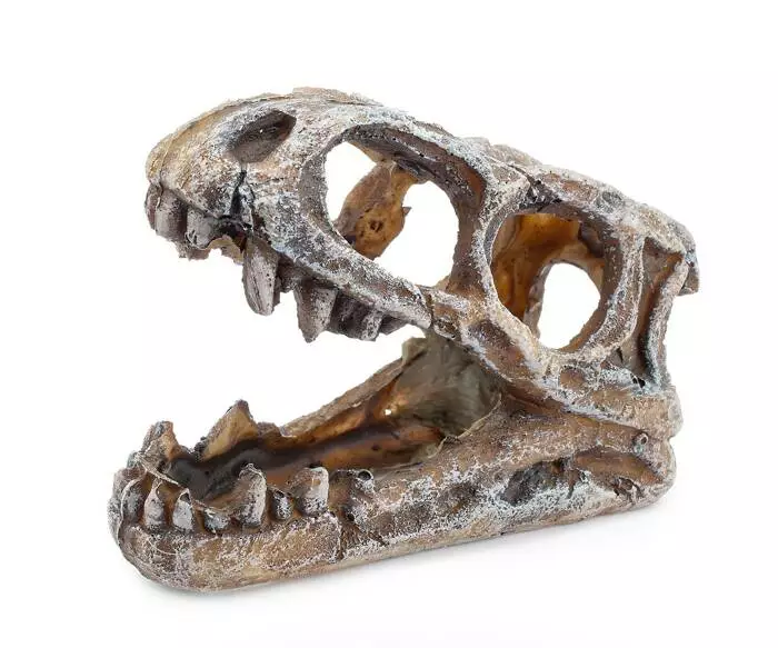 T-rexin pääkallo 10cm - Pääkallot ja hirviöt akvaarioon - HAPU779 - 1