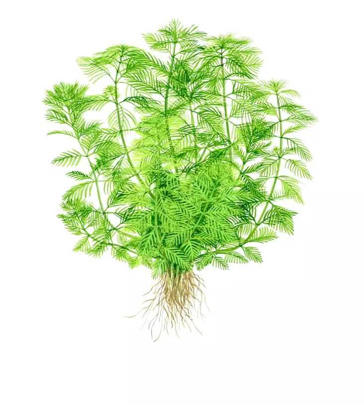 Sulkaärviä - Akvaarion taka-alan kasvit - Sulkaarvia - 1