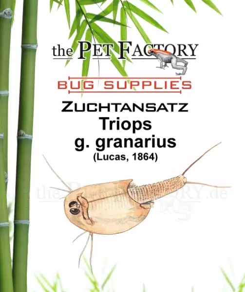 Triops g. granarius - Elävät ruoat kaloille - TPFZUGG - 1