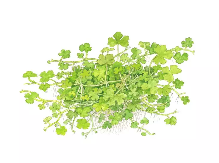 Konnanputki Japan - Akvaarion taka-alan kasvit - Konnanputki Laji - 1