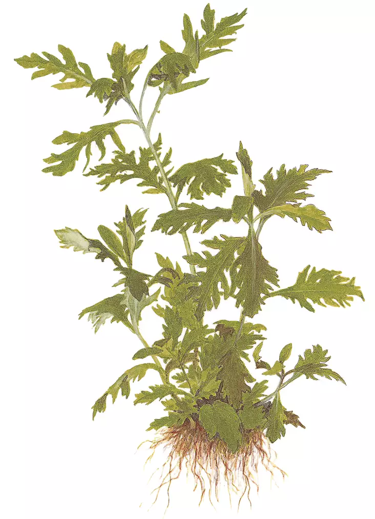 Liuskavesitähdikki - Akvaarion taka-alan kasvit - Liuskavesitahdikki - 1