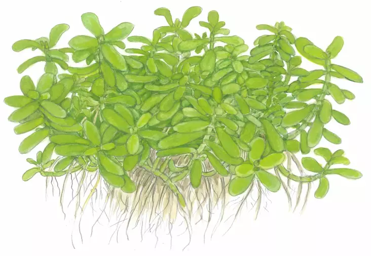 Pikkurasvalehti - Akvaarion etualan kasvit - Pikkurasvalehti - 1