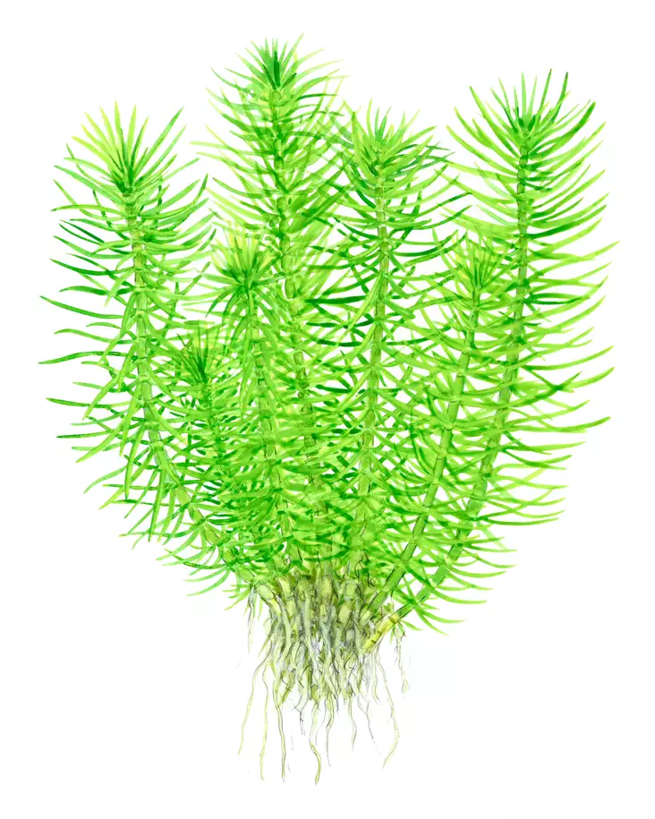 Pystypatsuli - Akvaarion taka-alan kasvit - Pystypatsuli - 1