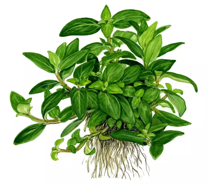 Suikerolehti - Akvaarion etualan kasvit - Suikerolehti - 1