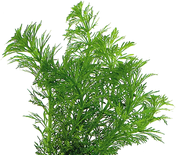 Vedensuosikki - Akvaarion taka-alan kasvit - vedensuosikki - 1