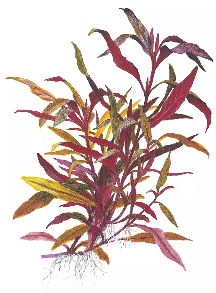 Papukaijalehti Pinkki - Akvaarion keskialan kasvit - Alternantherapink - 1