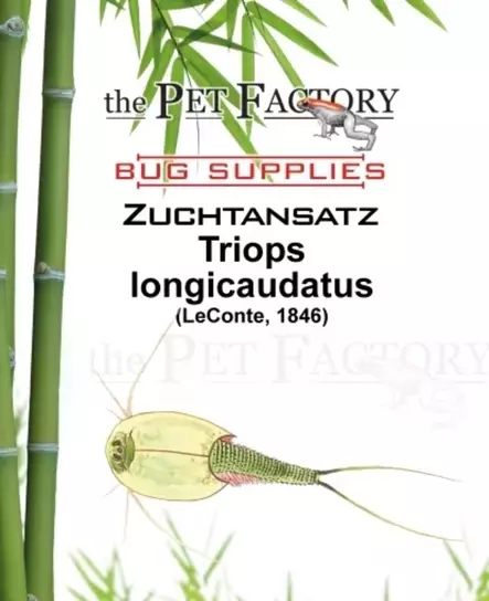 Triops longicaudatus - Elävät ruoat kaloille - TPFZUTL - 1