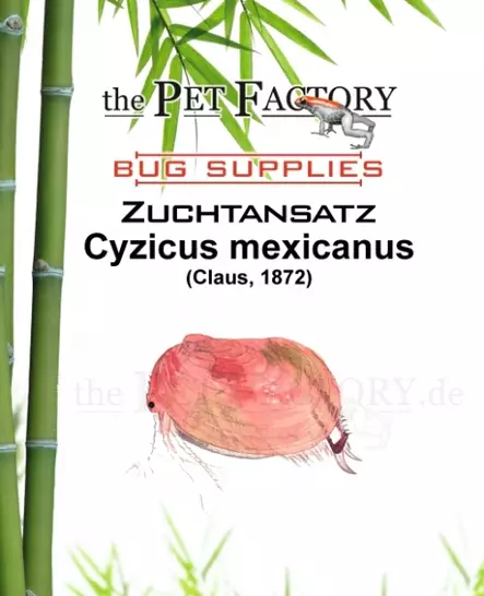 Cyzicus mexicanus - Elävät ruoat kaloille - TPFZUCM - 1