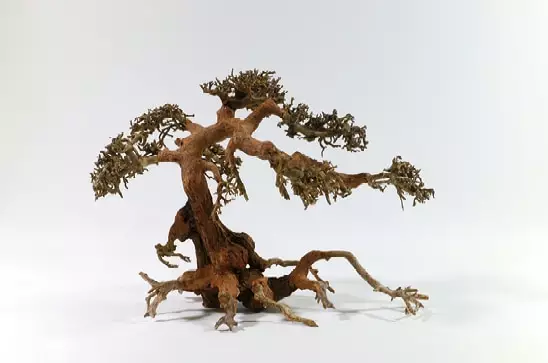 Bonsaipuu M, Aqua - Juurakot ja puut akvaarioon - PH066-M - 1