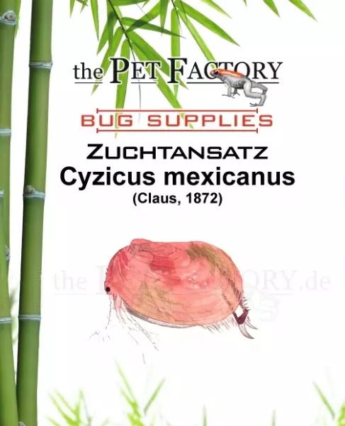 Cyzicus mexicanus - Elävät ruoat kaloille - TPFZUCM - 1