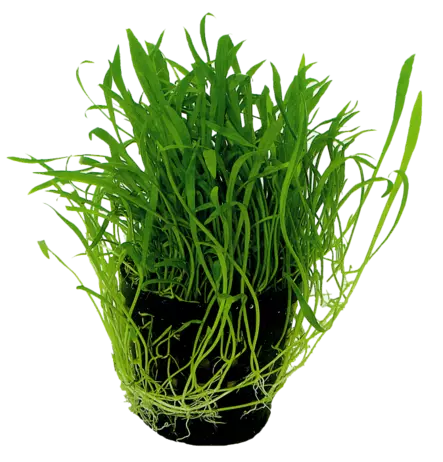 Uudenseelannin Kääpiöruoho - Akvaarion etualan kasvit - Uudenseelannin - 2