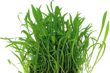 Uudenseelannin Kääpiöruoho - Akvaarion etualan kasvit - Uudenseelannin - 1