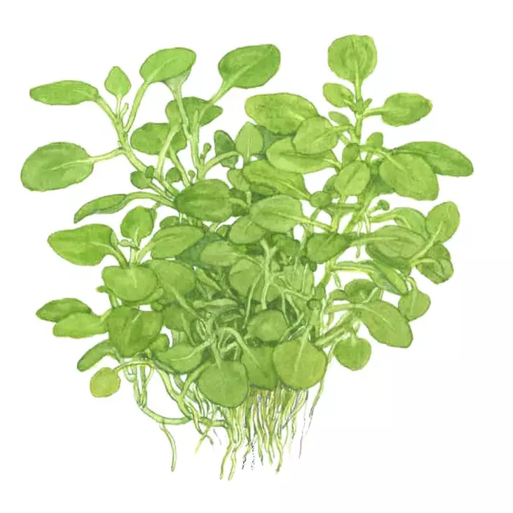 Punanuottaruoho Mini - Akvaarion etualan kasvit - Punanuottaruohomin - 1