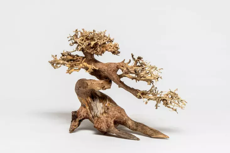 Bonsaipuu, Koura - Juurakot ja puut akvaarioon - PH057-XS - 1