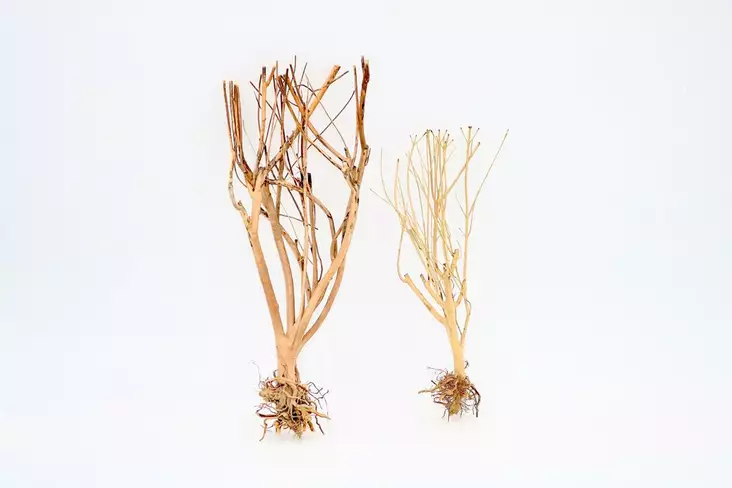 Ohut Puu S - Juurakot ja puut akvaarioon - PH093-s - 1