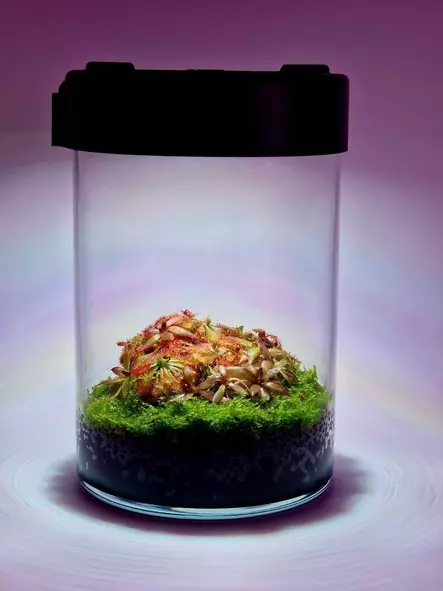 VivoVerde microterraario - Muoviterraariot / pienet terraariot - VVMICROT - 1