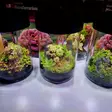 VivoVerde microterraario - Muoviterraariot / pienet terraariot - VVMICROT - 8
