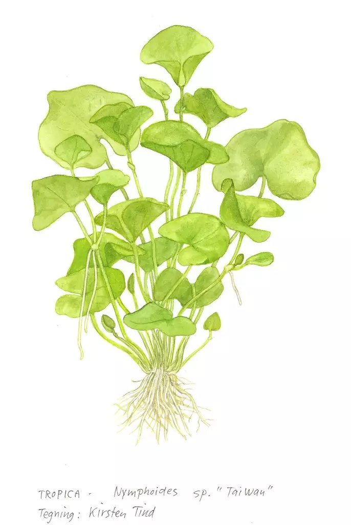 Taiwaninlammikki - Akvaarion taka-alan kasvit - NymphoideshydrophT - 1