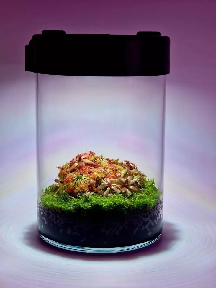 VivoVerde microterraario - Muoviterraariot / pienet terraariot - VVMICROT - 1